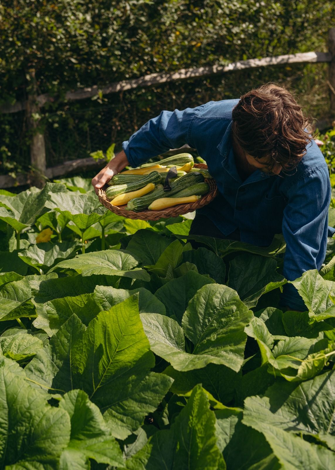 A person harvesting courgettes into a woven basket in a garden